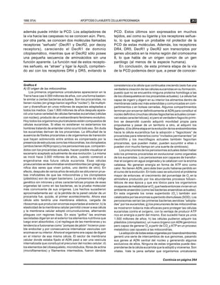 1999; 97(4)                                  APOPTOSIS O LA MUERTE CELULAR PROGRAMADA                                            263


además puede inhibir la PCD. Los adaptadores de                     PCD. Estos últimos son expresados en muchos
la vía hacia las caspasas no se conocen aún. Pero,                  tejidos, así como su ligante y los receptores señue-
por otra parte, se conocen dos moléculas llamadas                   lo, lo que sugiere un probable rol protector de la
receptoras “señuelo” (DecR1 y DecR2, por decoy                      PCD de estas moléculas. Además, los receptores
receptors), careciendo el DecR1 de dominio                          DR4, DR5, DecR1 y DecR2 son transcriptos por
citoplasmático, mientras que el DecR2 sólo posee                    genes ubicados en la misma región del cromosoma
una pequeña secuencia de aminoácidos sin una                        8, lo que habla de un origen común de un gen
función aparente. La función real de estos recepto-                 parólogo (al menos de la especie humana).
res señuelo, es “atraer” y ligar la Apo2L compitien-                    En conclusión, de esta primera etapa de la vía
do así con los receptores DR4 y DR5, evitando la                    de la PCD podemos decir que, a pesar de conocer-



Gráfico 4                                                           consistencia a la célula que continuaba creciendo (esto fue una
A) El origen de las mitocondrias                                    verdadera creación de las células eucariotas en su formación,
     Los primeros organismos unicelulares aparecieron en la         puesto que no se encuentra ninguna proteína homóloga a las
Tierra hace casi 4.000 millones de años, con una forma bastan-      de los citoesqueletos en los procariotas actuales). La célula fue
te similar a ciertas bacterias actuales. Son los procariotas, no    capaz de ingerir y digerir en su interior los alimentos dentro de
tienen núcleo (en griego karion significa “núcleo”). Se multipli-   membranas cada vez más extendidas y comunicadas en com-
can y diversifican en unos millones de especies adaptadas a         partimientos o en bolsas cerradas. Algunos compartimientos
todos los medios. Casi 1.800 millones de años después apare-        terminan por encerrar definitivamente al ADN para constituir el
ció una nueva variedad de células llamadas eucariotas (células      núcleo definitivo (muchas células fagocitarias actuales conser-
con núcleo), producto de un extraordinario fenómeno evolutivo.      van estas características); e) pero el verdadero fagocito primi-
Hoy todos los organismos pluricelulares están compuestos de         tivo se desarrolló cuando adquirió movilidad propia para
células eucariotas. Si ellas no existieran no estaríamos los        propulsarse y pasar de un territorio a otro, al adquirir los
hombres tratando de entender cómo ocurrió todo eso. Sin duda        flagelos; d) la última etapa en la evolución de los endosimbiontes
los eucariotas derivan de los procariotas. La dificultad de la      hacia la célula eucariótica fue la adopción o “fagocitosis” de
ausencia de fósiles procariotas o de organismos de transición       procariotas para retenerlos como “invitados permanentes” (el
que hayan sobrevivido entre ambos es compensada por la              neutrófilo y los macrófagos actuales también fagocitan
presencia de estructuras como las mitocondrias, los cloroplastos    procariotas, que pueden matar, pueden sucumbir a ellas o
(ambos tienen ADN propio) y los peroxisomas que, comparán-          pueden vivir mucho tiempo en una suerte de simbiosis).
dolos con los procariotas actuales, hacen posible visualizar el          Los precursores de los peroxisomas actuales deben haber
escenario aceptado actualmente de esa evolución. La misma           sido los primeros procariotas en evolucionar como organelas
se inició hace 3.000 millones de años, cuando comenzó a             de los eucariotas. Los peroxisomas son capaces de transfor-
engendrarse esa futura célula eucariota. Esas células               mar el oxígeno en agua oxigenada y la catalizan con la enzima
proeucariotas se denominaban endosimbiontes (en griego sig-         catalasa. No generan energía en forma de ATP sino como
nifica dos seres que viven juntos, uno dentro de otro). En          calor. No tienen ADN, pero éste bien pudo haberse perdido en
efecto, después de varios años de estudio se obtuvieron prue-       el curso de la evolución. En todo caso se solucionó el problema
bas irrefutables de que las mitocondrias y los cloroplastos         mayor de entonces: el crecimiento del porcentaje de O2 en la
(plástidos) son de origen bacteriano. La presencia de código        atmósfera producido por los abundantes procesos fotosin-
genético sin intrones y otras características propias de esas       téticos de esa época y que era tóxico para los organismos
organelas tal como en las bacterias, es la prueba molecular         incapaces de metabolizar el O2 que hasta entonces vivían en un
más convincente de sus orígenes. Los hechos sucedieron              ambiente anaerobio (como las bacterias anaerobias actuales).
aproximadamente así: a) la pérdida de la pared celular de un        En esta organela los iones superóxido (O2–) también son
procariota fue, quizás, el primer acontecimiento. Ahora esa         catalizados por las enzimas superóxido dismutasas (SOD). Los
célula sólo tendría una membrana elástica, cargada de               peroxisomas serían las primeras bacterias aerobias “adopta-
ribosomas que producían enzimas exportadas al exterior; b) la       das” por los eucariotas; g) los precursores de las mitocondrias
elasticidad de la membrana celular permitió crecer a esa célula     se mostraron todavía más eficaces para proteger las células
y la membrana celular adoptó circunvoluciones, alternando           eucariotas contra el oxígeno, con la ventaja de producir ATP
pliegues con regiones lisas. En esos “golfos” las enzimas           rico en energía a partir del mismo. Eso sucedió hace ya unos
secretadas digerían en el exterior los elementos nutritivos que     1.500 millones de años; h) las células pudieron adquirir los
luego eran absorbidos; c) el repliegue de las membranas y su        plástidos (cloroplastos), un nuevo órgano con ADN genómico
tendencia a fusionarse como “pompas de jabón” hicieron posi-        pero capaz de generar O2 a partir de CO2 y ATP en un proceso
ble endocitar y por consecuencia internalizar vesículas con         metabólico casi opuesto a las mitocondrias.
enzimas en su interior. Ahora el organismo era capaz de digerir          La adopción de todas estas organelas por losendosimbiontes
en el interior de esa misma célula. El sector de membrana           generó una serie de intercambios de sus genomas, pasando
celular donde estaba fijado el ADN pasó a ser una vesícula          sus genes al ADN central del núcleo y generando algunos
internalizada que consituyó el precursor del núcleo celular; d)     exclusivos de ellos. Ninguna de estas organelas puede des-
los elementos del citoesqueleto, microtúbulos, fibras de actina     prenderse de la célula eucariota que la adoptó y viceversa. Son
(microfilamentos) y filamentos intermedios, fueron dándole          vitales. Vale la pena señalar que organismos unicelulares

                                                                                                           Continúa en página 264
 