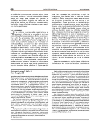 264                                                   PROGRESOS EN PEDIATRIA                                       Arch.argent.pediatr


se moléculas con dominios comunes y con varias                     mos, las caspasas son producidas a partir de
funciones similares, mucha investigación básica                    proenzimas (que tienen poco o nada de función
queda por hacer para conocer, por ejemplo, el                      catalítica). Estas proenzimas pasan a ser enzimas
verdadero significado biológico de cada una de                     por la acción proteolítica de otra enzima o por
ellas, el por qué de sus diferentes expresiones en                 autocatálisis. Estas acciones se retroalimentan
los tejidos y sus defectos moleculares para expli-                 positivamente o negativamente según las señales
car ciertas patologías.                                            de vida o de muerte que recibe la célula. Recorde-
                                                                   mos, que en toda la naturaleza, cuando existe una
Las caspasas                                                       proteasa también existe su inhibidor específico.
    En la evolutiva y conservada maquinaria de la                  Este establece el umbral que regula la concentra-
PCD, ocupa un rol central la cascada de enzimas                    ción de la proteasa. En el caso de las caspasas, los
proteolíticas llamadas caspasas. Estas se encuen-                  inhibidores previenen cualquier activación espon-
tran entre las proteasas más específicas de la                     tánea y sin sentido que podría llevar a una PCD no
naturaleza. En efecto, para “cortar” una proteína lo               deseada. Finalmente, observamos que la proteólisis
hacen exclusivamente después de reconocer un                       es siempre un fenómeno irreversible (a diferencia
ácido aspártico y una secuencia de 4 aminoácidos                   de cualquier otra modificación postraduccional de
del lado NH2 terminal al corte; este dominio                       las proteínas, como la glicosilación, la acetilación,
tetrapéptido difiere en su composición y estructura                etc.) y que la especificidad y los controles de las
espacial para ser reconocido por las diferentes                    proteasas son indispensables y esenciales debido
caspasas, lo que explica simultáneamente la diver-                 a que encontramos estas enzimas en los procesos
sidad de sus funciones biológicas y su gran espe-                  biológicos irreversibles de la vida: el desarrollo y la
cificidad. Esto también hace entender mejor que la                 diferenciación de las células del embrión, el ciclo
cascada proteolítica de la PCD no es indiscrimina-                 celular y el más irreversible de todos, la muerte
da y anárquica, sino coordinada y específica, a                    celular.
veces actuando sobre un solo sitio en una proteína                     Las precaspasas son producidas y están cons-
determinada, a la que le hace perder o modificar su                titutivamente en todos los fenotipos celulares de
función biológica inicial (Gráfico 3). Como ya diji-


Continuación epígrafe Gráfico 4.                                       Cada célula humana contiene centenas de mitocondrias.
Viene de página 263                                                Cada una contiene muchas copias de su propio genoma que
                                                                   tiene 16.569 pb y codifica por 37 genes careciendo de intrones
actuales muestran estados intermedios de esas endosimbiosis.       y de genoma extragénico, como tienen las mitocondrias de las
Así los Apicomplexan, son protozoarios que desarrollan gran        plantas, por ejemplo. Las mitocondrias son de origen materno
parte de su ciclo de vida dentro de células eucariotas de          (sólo el óvulo las transfiere, el espermatozoide no penetra con
organismos multicelulares. Los ejemplos para la infectología       sus mitocondrias cuando lo fecunda. Esto es lo aceptado hasta
humana lo constituyen el Plasmodium falciparum, el                 ahora, aunque recientes trabajos muestran que el ADNm del
Toxoplasma gondii y el Cryptosporidium parvum. Los                 hombre podría recombinarse con el ADNm de la mujer, es
aplicomplexan tienen, además del ADN nuclear con múltiples         decir, que las mitocondrias del espermatozoide, también po-
cromosomas de alrededor de 20.000 kb y mitocondrias con un         drían penetrar el óvulo). Veinticuatro de esos genes codifican
ADN linear de 6 kb, una organela llamada apicoplasto (con 4        para moléculas de ARN ribosomal o de ARNt que sirven para la
membranas, lo que hablaría de una doble endosimbiosis) con         fabricación de algunas de sus propias proteínas, producidas
su propio ADN de 35 kb con muchos genes similares al ADN           por los 13 genes restantes.
encontrado en los cloroplastos de plantas y algas y que, al            Las mitocondrias producen la energía transfiriendo electro-
menos en el Toxoplasma gondii, sería necesario para el creci-      nes extraídos de los alimentos (glúcidos, lípidos y aminoácidos)
miento y replicación del parásito.                                 a lo largo de la cadena respiratoria (complejo proteínas I-V)
    Por otro lado, existen otros organismos unicelulares como      presente en la membrana interna de la membrana mitocondrial.
las Trichomonas vaginalis y la Giardia, patógenos para el          En el complejo IV, los electrones transportados por el citocromo
hombre, que carecen de mitocondrias. Son organismos que            C, reciben el O2 y el H+ para formar H2O. La energía liberada por
darán múltiples respuestas sobre la evolución y los mecanis-       la oxidación de los iones H+ permite bombear protones H+ a
mos vitales de los seres vivientes actuales en los años por        través de la membrana interna. La diferencia de potencial
venir.                                                             generada por la distinta concentración de estos protones per-
    Aunque mucho queda por saberse de esa larga marcha de          mite a la enzima ATP sintetasa producir ATP a partir del ADP
miles de millones de años que lleva desde una célula procariota    y fósforo, que es liberado al citoplasma (donde participa la
a una más grande, fagocitaria, y finalmente a una eucariota        proteína ANT) (Gráfico 5, A, a).
actual más grande aún, los misterios claves de esos procesos
comienzan a precisarse en la citología molecular actual.
B) La mitocondria
 