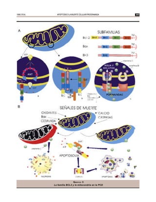 1999; 97(4)     APOPTOSIS O LA MUERTE CELULAR PROGRAMADA   265




                              GRÁFICO 5
              La familia BCL2 y la mitocondria en la PCD
 