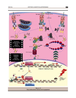 1999; 97(4)     APOPTOSIS O LA MUERTE CELULAR PROGRAMADA   267




                             GRÁFICO 6
              Vías moleculares básicas de la apoptosis
 