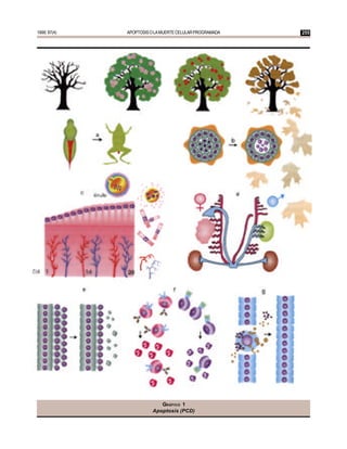 1999; 97(4)   APOPTOSIS O LA MUERTE CELULAR PROGRAMADA   255




                           GRÁFICO 1
                        Apoptosis (PCD)
 