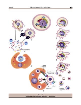 1999; 97(4)         APOPTOSIS O LA MUERTE CELULAR PROGRAMADA       257




                                                β




                                            α




                                  GRÁFICO 2
              Histología molecular de la apoptosis y la necrosis
 
