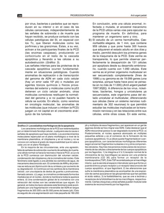 258                                                    PROGRESOS EN PEDIATRIA                                       Arch.argent.pediatr


       por virus, bacterias o parásitos que se repro-                      En conclusión, ante una célula anormal, in-
       ducen en su interior o en el caso de las                            fectada o mutada, el ancestral mecanismo
       células cancerosas, independientemente de                           de la PCD utiliza varias vías para ejecutar su
       las señales de sobrevida o de muerte que                            programa de muerte. En definitiva, para
       hayan recibido, se produce contacto con las                         mantener un organismo sano y vivo.
       células patológicas del SI, en especial con                      B) El estudio de un verme hermafrodita, Cae-
       los Tc, que liberan moléculas como las                              norhaditis elegans, de 1 mm, que contiene
       porfirinas y las granzimas. Estas, a su vez,                        959 células y que pone hasta 300 huevos
       activan a los participantes finales de la PCD                       que adquieren el estado adulto en dos días y
       (las enzimas caspasas), produciendo un                              medio, permitió descubrir los primeros genes
       cortocircuito en el resto de la cascada                             de la maquinaria de la PCD. Este verme es
       apoptótica y llevando a las células a su                            transparente, lo que permite observar per-
       autodestrucción (Gráfico 3).                                        fectamente la desaparición de 131 células
       Las señales internas para las proteínas de la                       por apoptosis desde su desarrollo embriona-
       cascada apoptótica ocurren fundamental-                             rio, cuando cuenta con 1.090 células. Este
       mente en situaciones patológicas. Cuando                            verme es el primer organismo multicelular en
       anomalías de replicación o de transcripción                         ser secuenciado completamente (fines de
       del genoma de ADN en cada ciclo celular                             1998) y su genoma es de 19.099 genes (una
       (hay un error cada 106 pb) o mutadas por                            sorpresa, porque hasta hace poco se pensa-
       agentes tóxicos químicos o físicos prove-                           ba en no más de 11.000) (Arch.argent.pediatr
       nientes del exterior y moléculas como la p53                        1997;95[6]). A diferencia de los virus, ricket-
       detienen un ciclo celular anómalo, otras                            tsias, bacterias, hongos y unicelulares ya
       moléculas correctoras restituyen la normali-                        secuenciados, este organismo pasa del es-
       dad del genoma y si no pueden hacerlo la                            tado unicelular al multicelular, diferenciando
       célula se suicida. En efecto, como veremos                          sus células (tiene un sistema nervioso rudi-
       en oncología molecular, las anomalías de                            mentario de 302 neuronas) lo que permitirá
       las moléculas (que inducen o inhiben la PCD)                        estudiar las moléculas implicadas en la trans-
       juegan un rol capital en el crecimiento anár-                       misión nerviosa y en las relaciones entre sus
       quico de los tumores.                                               células, entre otras cosas. En este verme,



Gráfico 2: Los estadios morfológicos de la apoptosis                pb y múltiplos de esos fragmentos y así aparecen en un gel de
     Los caracteres morfológicos de la PCD son estereotipados       agarosa donde se hizo migrar ese ADN. Cabe destacar que el
por un determinado fenotipo celular, cualquiera sea la causa o      ADN mitocondrial parece no ser degradado durante la PCD. e)
señales de apoptosis que haya recibido. Los acontecimientos         Posteriormente, el núcleo aparece atomizado en múltiples
moleculares repercuten en el plano morfológico a nivel de la        pequeñas esferas y es el comienzo de la formación de los
membrana plasmática, el citoplasma y en el núcleo y no se           cuerpos apoptóticos. f) La célula queda fragmentada en cuer-
conoce con certeza el grado de responsabilidad que le cabe a        pos apoptóticos, con características morfológicas diferentes
cada uno en el plano fisiológico.                                   según encierren fragmentos nucleares o no y otros componen-
     En la mayoría de las circunstancias, ante una agresión,        tes celulares. Hay tres mecanismos moleculares de reconoci-
falta de señales de sobrevida o aumento de señales de muerte,       miento de las células o directamente de los cuerpos apoptóticos
una célula normal va hacia la necrosis o hacia la PCD. a) La vía    por los fagocitos: 1) la integrina a V b 3 (receptor normal de la
de la PCD comienza con disminución del volumen celular,             vitronectina de los macrófagos) se asocia con una proteína
condensación del citoplasma y de la cromatina del núcleo. Este      membranaria (CD 36) para formar un receptor de la
fenómeno está ligado a una pérdida iso-osmótica de agua, de         trombospodina (TSP). Esta TSP es sintetizada por el macrófago
mecanismo desconocido aún. El contenido de ARN y de proteí-         mismo, que la secreta al espacio intercelular para que forme un
nas se reduce por disminución de su síntesis y por aumento de       puente entre su propio receptor y un receptor desconocido del
su degradación. b) Continúa con los cambios de la membrana          cuerpo apoptótico, al que fagocitará; 2) las alteraciones que
celular, con una especie de dedos de guante o protrusiones,         sufre la membrana plasmática se acompañan de una exposi-
llamado zeiosis. c) Luego, la cromatina condensada forma dos        ción de ciertos azúcares en las glicoproteínas que han perdido
medialunas en el núcleo, donde la membrana todavía aparece          el ácido siálico; 3) la fosfatidilserina, que se une a lectinas y
entera. d) Una condensación global de la cromatina con una          receptores de la fofotidilserina de los macrófagos, respectiva-
retracción del núcleo son las caraterísticas que siguen. En         mente. Ciertas citoquinas y otras señales pueden modular este
general, en todos los tipos celulares este fenómeno está acom-      sistema de reconocimiento por los fagocitos.
pañado por una fragmentación irreversible del ADN en largos
fragmentos de 300.000 o de 50.000 pares de bases (pb). Esto
es seguido de una segmentación aún más pequeña de 180-200
 