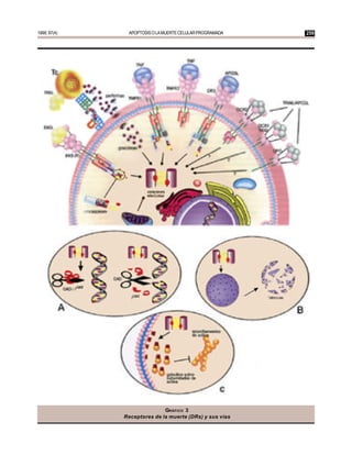 1999; 97(4)    APOPTOSIS O LA MUERTE CELULAR PROGRAMADA       259




                                                          ´




                             GRÁFICO 3
              Receptores de la muerte (DRs) y sus vías
 