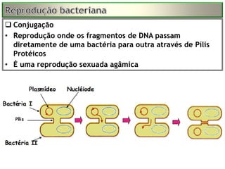 Conjugação
• Reprodução onde os fragmentos de DNA passam
  diretamente de uma bactéria para outra através de Pílis
  Protéicos
• É uma reprodução sexuada agâmica
 