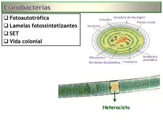  Fotoautotrófica
 Lamelas fotossintetizantes
 SET
 Vida colonial
 