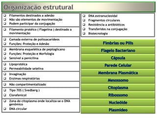    Filamentos destinados a adesão                    DNA extranucleoidal
   Não são elementos de movimentação                 Fragmentos circulares
   Podem participar da conjugação                    Resistência a antibióticos
   Filamento protéico ( Flagelina ) destinado a      Transferidos na conjugação
    movimentação                                      Biotecnologia
   Camada externa de polissacarídeos
   Funções: Proteção e Adesão
   Membrana esquelética de peptoglicano
   Funções: Proteção e Morfologia
   Sensível a penicilina
   Lipoprotéica
   Permeabilidade seletiva
   Invaginação
   Enzimas respiratórias
   Não compartimentalizado
   Tipo 70S ( Svedberg )
   Clorafenicol
   Zona do citoplasma onde localiza-se o DNA
    genômico
   DNA circular
 