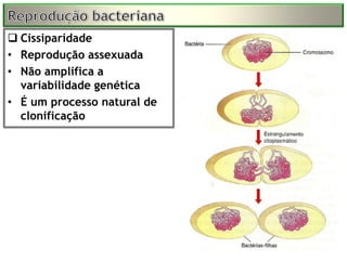  Cissiparidade
• Reprodução assexuada
• Não amplifica a
  variabilidade genética
• É um processo natural de
  clonificação
 