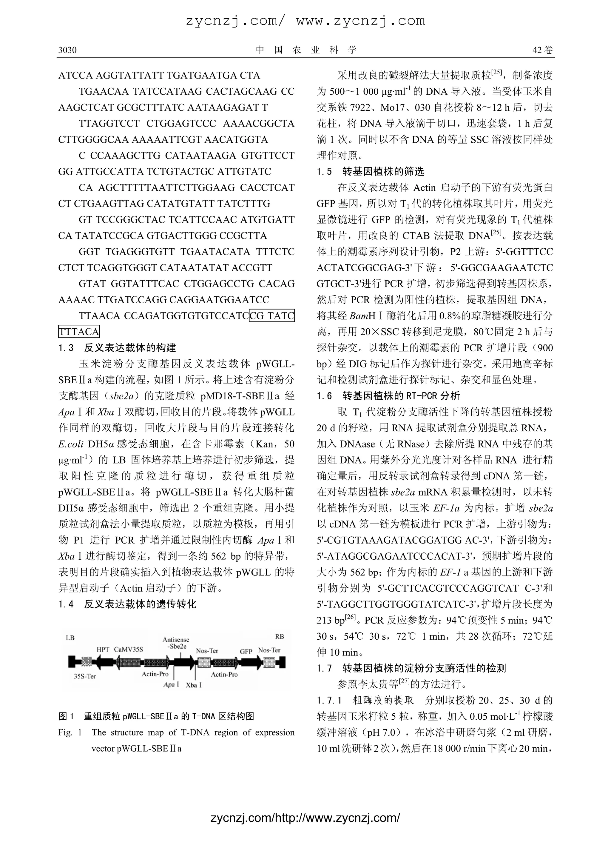 zycnzj.com/ www.zycnzj.com
3030                                               中    国   农   业   科   学                            42 卷

ATCCA AGGTATTATT TGATGAATGA CTA                                     采用改良的碱裂解法大量提取质粒[25]，制备浓度
       TGAACAA TATCCATAAG CACTAGCAAG CC                         为 500～1 000 µg·ml-1 的 DNA 导入液。当受体玉米自
AAGCTCAT GCGCTTTATC AATAAGAGAT T                                交系铁 7922、Mo17、030 自花授粉 8～12 h 后，切去
       TTAGGTCCT CTGGAGTCCC AAAACGGCTA                          花柱，将 DNA 导入液滴于切口，迅速套袋，1 h 后复
CTTGGGGCAA AAAAATTCGT AACATGGTA                                 滴 1 次。同时以不含 DNA 的等量 SSC 溶液按同样处
       C CCAAAGCTTG CATAATAAGA GTGTTCCT                         理作对照。
GG ATTGCCATTA TCTGTACTGC ATTGTATC                               1.5 转基因植株的筛选
       CA AGCTTTTTAATTCTTGGAAG CACCTCAT                             在反义表达载体 Actin 启动子的下游有荧光蛋白
CT CTGAAGTTAG CATATGTATT TATCTTTG                               GFP 基因，所以对 T1 代的转化植株取其叶片，用荧光
       GT TCCGGGCTAC TCATTCCAAC ATGTGATT                        显微镜进行 GFP 的检测，对有荧光现象的 T1 代植株
CA TATATCCGCA GTGACTTGGG CCGCTTA                                取叶片，用改良的 CTAB 法提取 DNA[25]。按表达载
       GGT TGAGGGTGTT TGAATACATA TTTCTC                         体上的潮霉素序列设计引物，P2 上游：5'-GGTTTCC
CTCT TCAGGTGGGT CATAATATAT ACCGTT                               ACTATCGGCGAG-3' 下 游 ： 5'-GGCGAAGAATCTC
       GTAT GGTATTTCAC CTGGAGCCTG CACAG                         GTGCT-3'进行 PCR 扩增，初步筛选得到转基因株系，
AAAAC TTGATCCAGG CAGGAATGGAATCC                                 然后对 PCR 检测为阳性的植株，提取基因组 DNA，
       TTAACA CCAGATGGTGTGTCCATCCG TATC                         将其经 BamHⅠ酶消化后用 0.8%的琼脂糖凝胶进行分
TTTACA                                                          离，再用 20×SSC 转移到尼龙膜，80℃固定 2 h 后与
1.3 反义表达载体的构建                                                   探针杂交。以载体上的潮霉素的 PCR 扩增片段（900
       玉 米 淀 粉 分 支 酶 基 因 反 义 表 达 载 体 pWGLL-                     bp）经 DIG 标记后作为探针进行杂交。采用地高辛标
SBEⅡa 构建的流程，如图 1 所示。将上述含有淀粉分                                    记和检测试剂盒进行探针标记、杂交和显色处理。
支酶基因（sbe2a）的克隆质粒 pMD18-T-SBEⅡa 经                                1.6 转基因植株的 RT-PCR 分析
ApaⅠ和 XbaⅠ双酶切，回收目的片段。
                    将载体 pWGLL                                       取 T1 代淀粉分支酶活性下降的转基因植株授粉
作同样的双酶切，回收大片段与目的片段连接转化                                          20 d 的籽粒，用 RNA 提取试剂盒分别提取总 RNA，
E.coli DH5α 感受态细胞，在含卡那霉素（Kan，50                                 加入 DNAase（无 RNase）去除所提 RNA 中残存的基
         -1
µg·ml ）的 LB 固体培养基上培养进行初步筛选，提                                    因组 DNA。用紫外分光光度计对各样品 RNA 进行精
取阳性克隆的质粒进行酶切，获得重组质粒                                             确定量后，用反转录试剂盒转录得到 cDNA 第一链，
pWGLL-SBEⅡa。将 pWGLL-SBEⅡa 转化大肠杆菌                                在对转基因植株 sbe2a mRNA 积累量检测时，以未转
DH5α 感受态细胞中，筛选出 2 个重组克隆。用小提                                     化植株作为对照，以玉米 EF-1a 为内标。扩增 sbe2a
质粒试剂盒法小量提取质粒，以质粒为模板，再用引                                         以 cDNA 第一链为模板进行 PCR 扩增，上游引物为：
物 P1 进行 PCR 扩增并通过限制性内切酶 ApaⅠ和                                   5'-CGTGTAAAGATACGGATGG AC-3'，下游引物为：
XbaⅠ进行酶切鉴定，得到一条约 562 bp 的特异带，                                   5'-ATAGGCGAGAATCCCACAT-3'，预期扩增片段的
表明目的片段确实插入到植物表达载体 pWGLL 的特                                      大小为 562 bp；作为内标的 EF-1 a 基因的上游和下游
异型启动子（Actin 启动子）的下游。                                            引物分别为 5'-GCTTCACGTCCCAGGTCAT C-3'和
1.4 反义表达载体的遗传转化                                                 5'-TAGGCTTGGTGGGTATCATC-3'，扩增片段长度为
                                                                213 bp[26]。PCR 反应参数为：94℃预变性 5 min；94℃
                                                                30 s，54℃ 30 s，72℃ 1 min，共 28 次循环；72℃延
                                                                伸 10 min。
                                                                1.7 转基因植株的淀粉分支酶活性的检测
                                                                    参照李太贵等[27]的方法进行。
                                                                1.7.1 粗酶液的提取 分别取授粉 20、25、30 d 的
图1       重组质粒 pWGLL-SBEⅡa 的 T-DNA 区结构图                          转基因玉米籽粒 5 粒，称重，加入 0.05 mol·L-1 柠檬酸
Fig. 1        The structure map of T-DNA region of expression   缓冲溶液（pH 7.0），在冰浴中研磨匀浆（2 ml 研磨，
              vector pWGLL-SBEⅡa                                10 ml 洗研钵 2 次）然后在 18 000 r/min 下离心 20 min，
                                                                              ，




                                         zycnzj.com/http://www.zycnzj.com/
 