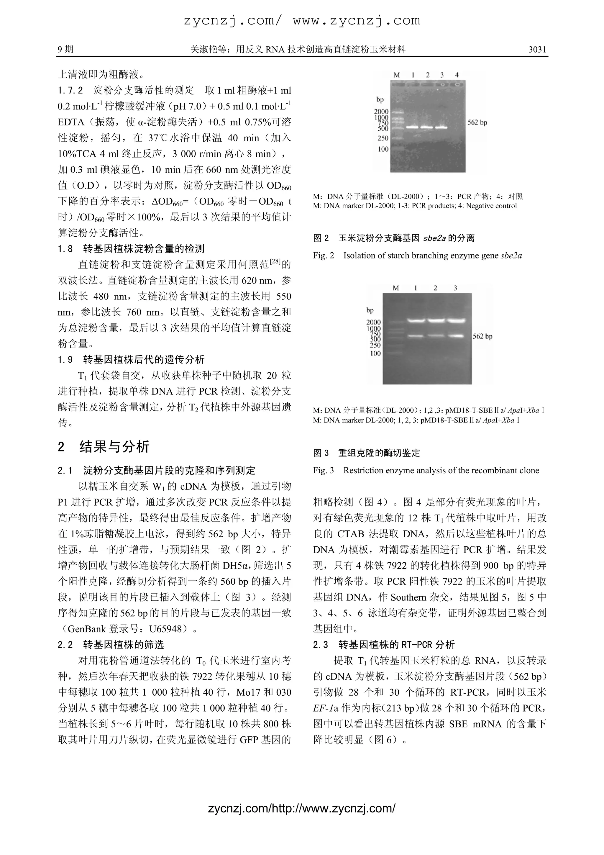 zycnzj.com/ www.zycnzj.com
9期                        关淑艳等：用反义 RNA 技术创造高直链淀粉玉米材料                                                             3031

上清液即为粗酶液。
1.7.2 淀粉分支酶活性的测定            取 1 ml 粗酶液+1 ml
0.2 mol·L-1 柠檬酸缓冲液（pH 7.0）+ 0.5 ml 0.1 mol·L-1
EDTA（振荡，使 α-淀粉酶失活）+0.5 ml 0.75%可溶
性淀粉，摇匀，在 37℃水浴中保温 40 min（加入
10%TCA 4 ml 终止反应，3 000 r/min 离心 8 min），
加 0.3 ml 碘液显色，10 min 后在 660 nm 处测光密度
值（O.D），以零时为对照，淀粉分支酶活性以 OD660
                                                 M：DNA 分子量标准（DL-2000）；1～3：PCR 产物；4：对照
下降的百分率表示：∆OD660=（OD660 零时－OD660 t                M: DNA marker DL-2000; 1-3: PCR products; 4: Negative control
时）/OD660 零时×100%，最后以 3 次结果的平均值计
算淀粉分支酶活性。                                        图2       玉米淀粉分支酶基因 sbe2a 的分离
1.8 转基因植株淀粉含量的检测
                                                 Fig. 2   Isolation of starch branching enzyme gene sbe2a
     直链淀粉和支链淀粉含量测定采用何照范 [28] 的
双波长法。直链淀粉含量测定的主波长用 620 nm，参
比波长 480 nm，支链淀粉含量测定的主波长用 550
nm，参比波长 760 nm。以直链、支链淀粉含量之和
为总淀粉含量，最后以 3 次结果的平均值计算直链淀
粉含量。
1.9 转基因植株后代的遗传分析
     T1 代套袋自交，从收获单株种子中随机取 20 粒
进行种植，提取单株 DNA 进行 PCR 检测、淀粉分支
酶活性及淀粉含量测定，分析 T2 代植株中外源基因遗                       M： DNA 分子量标准     （DL-2000） 1,2 ,3：
                                                                                ；     pMD18-T-SBEⅡa/ ApaI+XbaⅠ
传。                                               M: DNA marker DL-2000; 1, 2, 3: pMD18-T-SBEⅡa/ ApaI+XbaⅠ


2    结果与分析                                       图3       重组克隆的酶切鉴定
2.1 淀粉分支酶基因片段的克隆和序列测定                            Fig. 3   Restriction enzyme analysis of the recombinant clone
     以糯玉米自交系 W1 的 cDNA 为模板，通过引物
P1 进行 PCR 扩增，通过多次改变 PCR 反应条件以提                   粗略检测（图 4）。图 4 是部分有荧光现象的叶片，
高产物的特异性，最终得出最佳反应条件。扩增产物                          对有绿色荧光现象的 12 株 T1 代植株中取叶片，用改
在 1%琼脂糖凝胶上电泳，得到约 562 bp 大小，特异                    良的 CTAB 法提取 DNA，然后以这些植株叶片的总
性强，单一的扩增带，与预期结果一致（图 2）。扩                         DNA 为模板，对潮霉素基因进行 PCR 扩增。结果发
增产物回收与载体连接转化大肠杆菌 DH5α，筛选出 5                      现，只有 4 株铁 7922 的转化植株得到 900 bp 的特异
个阳性克隆，经酶切分析得到一条约 560 bp 的插入片                     性扩增条带。取 PCR 阳性铁 7922 的玉米的叶片提取
段，说明该目的片段已插入到载体上（图 3）。经测                         基因组 DNA，作 Southern 杂交，结果见图 5，图 5 中
序得知克隆的 562 bp 的目的片段与已发表的基因一致                     3、4、5、6 泳道均有杂交带，证明外源基因已整合到
（GenBank 登录号：U65948）。                            基因组中。
2.2 转基因植株的筛选                                     2.3 转基因植株的 RT-PCR 分析
     对用花粉管通道法转化的 T0 代玉米进行室内考                          提取 T1 代转基因玉米籽粒的总 RNA，以反转录
种，然后次年春天把收获的铁 7922 转化果穗从 10 穗                    的 cDNA 为模板，玉米淀粉分支酶基因片段（562 bp）
中每穗取 100 粒共 1 000 粒种植 40 行，Mo17 和 030            引物做 28 个和 30 个循环的 RT-PCR，同时以玉米
分别从 5 穗中每穗各取 100 粒共 1 000 粒种植 40 行。              EF-1a 作为内标（213 bp） 28 个和 30 个循环的 PCR，
                                                                  做
当植株长到 5～6 片叶时，每行随机取 10 株共 800 株                  图中可以看出转基因植株内源 SBE mRNA 的含量下
取其叶片用刀片纵切，在荧光显微镜进行 GFP 基因的                       降比较明显（图 6）。




                             zycnzj.com/http://www.zycnzj.com/
 