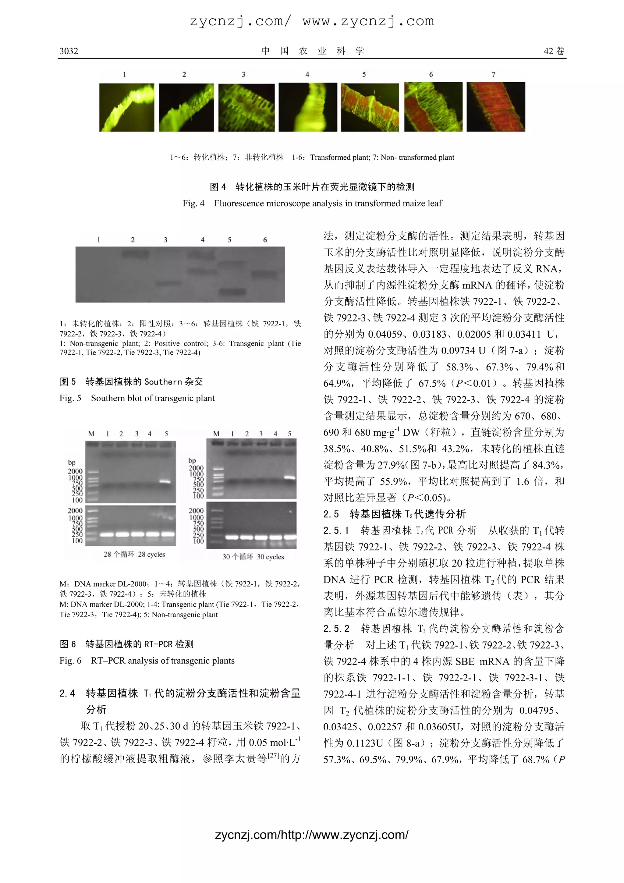 zycnzj.com/ www.zycnzj.com
3032                                                       中     国     农   业   科   学                              42 卷




                                1～6：转化植株；7：非转化植株 1-6：Transformed plant; 7: Non- transformed plant


                                             图4     转化植株的玉米叶片在荧光显微镜下的检测
                                    Fig. 4    Fluorescence microscope analysis in transformed maize leaf


                                                                           法，测定淀粉分支酶的活性。测定结果表明，转基因
                                                                           玉米的分支酶活性比对照明显降低，说明淀粉分支酶
                                                                           基因反义表达载体导入一定程度地表达了反义 RNA，
                                                                           从而抑制了内源性淀粉分支酶 mRNA 的翻译，使淀粉
                                                                           分支酶活性降低。转基因植株铁 7922-1、铁 7922-2、

1：未转化的植株；2：阳性对照；3～6：转基因植株（铁 7922-1，铁
                                                                           铁 7922-3、 7922-4 测定 3 次的平均淀粉分支酶活性
                                                                                    铁
7922-2，铁 7922-3，铁 7922-4）                                                  的分别为 0.04059、0.03183、0.02005 和 0.03411 U，
1: Non-transgenic plant; 2: Positive control; 3-6: Transgenic plant (Tie
7922-1, Tie 7922-2, Tie 7922-3, Tie 7922-4)                                对照的淀粉分支酶活性为 0.09734 U（图 7-a）；淀粉
                                                                           分 支 酶 活 性 分 别 降 低 了 58.3% 、 67.3% 、 79.4% 和
图5       转基因植株的 Southern 杂交                                                64.9%，平均降低了 67.5%（P＜0.01）。转基因植株
Fig. 5   Southern blot of transgenic plant                                 铁 7922-1、铁 7922-2、铁 7922-3、铁 7922-4 的淀粉
                                                                           含量测定结果显示，总淀粉含量分别约为 670、680、
                                                                           690 和 680 mg·g-1 DW（籽粒），直链淀粉含量分别为
                                                                           38.5%、40.8%、51.5%和 43.2%，未转化的植株直链
                                                                           淀粉含量为 27.9%
                                                                                     （图 7-b）最高比对照提高了 84.3%，
                                                                                            ，
                                                                           平均提高了 55.9%，平均比对照提高到了 1.6 倍，和
                                                                           对照比差异显著（P＜0.05)。
                                                                           2.5 转基因植株 T2 代遗传分析
                                                                           2.5.1 转基因植株 T2 代 PCR 分析 从收获的 T1 代转
                                                                           基因铁 7922-1、铁 7922-2、铁 7922-3、铁 7922-4 株
                                                                           系的单株种子中分别随机取 20 粒进行种植，提取单株
M：DNA marker DL-2000；1～4：转基因植株（铁 7922-1，铁 7922-2，                          DNA 进行 PCR 检测，转基因植株 T2 代的 PCR 结果
铁 7922-3，铁 7922-4）；5：未转化的植株                                                表明，外源基因转基因后代中能够遗传（表），其分
M: DNA marker DL-2000; 1-4: Transgenic plant (Tie 7922-1，Tie 7922-2，
Tie 7922-3，Tie 7922-4); 5: Non-transgenic plant                            离比基本符合孟德尔遗传规律。
                                                                           2.5.2 转基因植株 T2 代的淀粉分支酶活性和淀粉含
图6       转基因植株的 RT-PCR 检测                                                  量分析 对上述 T1 代铁 7922-1、 7922-2、 7922-3、
                                                                                                铁       铁
Fig. 6   RT–PCR analysis of transgenic plants                              铁 7922-4 株系中的 4 株内源 SBE mRNA 的含量下降
                                                                           的株系铁 7922-1-1、铁 7922-2-1、铁 7922-3-1、铁
2.4      转基因植株 T1 代的淀粉分支酶活性和淀粉含量                                           7922-4-1 进行淀粉分支酶活性和淀粉含量分析，转基
         分析                                                                因 T2 代植株的淀粉分支酶活性的分别为 0.04795、
       取 T1 代授粉 20、 30 d 的转基因玉米铁 7922-1、
                  25、                                                      0.03425、0.02257 和 0.03605U，对照的淀粉分支酶活
铁 7922-2、 7922-3、 7922-4 籽粒， 0.05 mol·L-1
         铁       铁          用                                              性为 0.1123U（图 8-a）；淀粉分支酶活性分别降低了
的柠檬酸缓冲液提取粗酶液，参照李太贵等 [27] 的方                                                57.3%、69.5%、79.9%、67.9%，平均降低了 68.7%（P




                                              zycnzj.com/http://www.zycnzj.com/
 
