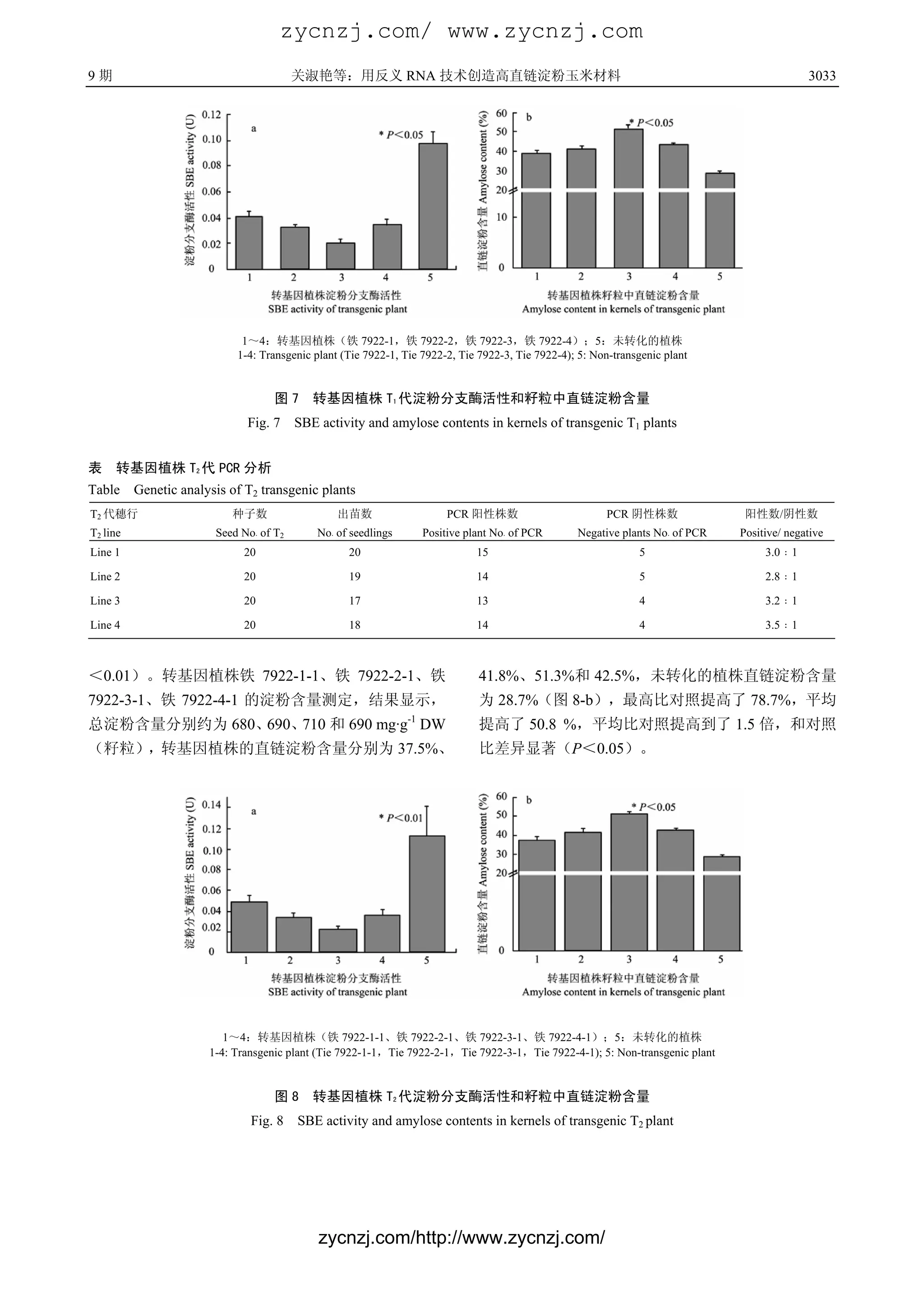 zycnzj.com/ www.zycnzj.com
9期                                       关淑艳等：用反义 RNA 技术创造高直链淀粉玉米材料                                                                           3033




                             1～4：转基因植株（铁 7922-1，铁 7922-2，铁 7922-3，铁 7922-4）；5：未转化的植株
                            1-4: Transgenic plant (Tie 7922-1, Tie 7922-2, Tie 7922-3, Tie 7922-4); 5: Non-transgenic plant


                                    图7      转基因植株 T1 代淀粉分支酶活性和籽粒中直链淀粉含量
                              Fig. 7     SBE activity and amylose contents in kernels of transgenic T1 plants


表    转基因植株 T2 代 PCR 分析
Table     Genetic analysis of T2 transgenic plants
T2 代穗行                     种子数                   出苗数                      PCR 阳性株数                       PCR 阴性株数                阳性数/阴性数
T2 line                 Seed No· of T2       No· of seedlings        Positive plant No· of PCR     Negative plants No· of PCR   Positive/ negative
Line 1                       20                    20                           15                              5                    3.0﹕1

Line 2                       20                    19                           14                              5                    2.8﹕1

Line 3                       20                    17                           13                              4                    3.2﹕1

Line 4                       20                    18                           14                              4                    3.5﹕1



＜0.01）。转基因植株铁 7922-1-1、铁 7922-2-1、铁                                             41.8%、51.3%和 42.5%，未转化的植株直链淀粉含量
7922-3-1、铁 7922-4-1 的淀粉含量测定，结果显示，                                               为 28.7%（图 8-b），最高比对照提高了 78.7%，平均
                                                                -1
总淀粉含量分别约为 680、690、710 和 690 mg·g DW                                             提高了 50.8 %，平均比对照提高到了 1.5 倍，和对照
（籽粒），转基因植株的直链淀粉含量分别为 37.5%、                                                     比差异显著（P＜0.05）。




                          1～4：转基因植株（铁 7922-1-1、铁 7922-2-1、铁 7922-3-1、铁 7922-4-1）；5：未转化的植株
                       1-4: Transgenic plant (Tie 7922-1-1，Tie 7922-2-1，Tie 7922-3-1，Tie 7922-4-1); 5: Non-transgenic plant


                                    图8      转基因植株 T2 代淀粉分支酶活性和籽粒中直链淀粉含量
                               Fig. 8    SBE activity and amylose contents in kernels of transgenic T2 plant




                                             zycnzj.com/http://www.zycnzj.com/
 