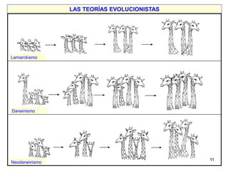 LAS TEORÍAS EVOLUCIONISTAS




Lamarckismo




Darwinismo




                                             11
Neodarwinismo
 