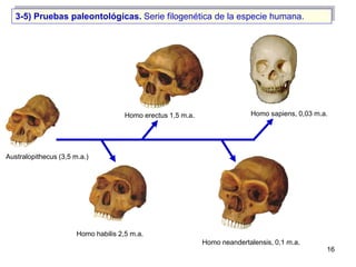 3-5) Pruebas paleontológicas. Serie filogenética de la especie humana.




                                      Homo erec...