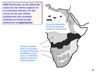 4-8) Distribución de las diferentes
razas de una misma especie en
el continente africano. En las
zonas en las que ciertas
...