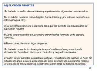 5-2) EL ORDEN PRIMATES

Se trata de un orden de mamíferos que presenta las siguientes características:

1) Las órbitas ocu...