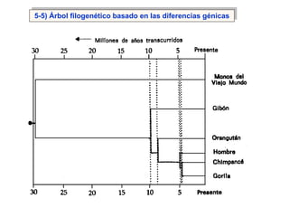 5-5) Árbol filogenético basado en las diferencias génicas




                                                            ...
