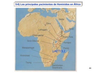5-6) Los principales yacimientos de Homínidos en África




                                                          44
 
