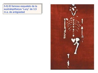 5-9) El famoso esqueleto de la
australopithecus “Lucy” de 3,5
m.a. de antigüedad




                                 47
 