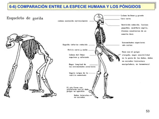 6-6) COMPARACIÓN ENTRE LA ESPECIE HUMANA Y LOS PÓNGIDOS




                                                          53
 