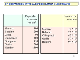 6-7) COMPARACIÓN ENTRE LA ESPECIE HUMANA Y LOS PRIMATES




                Capacidad                         Número de
  ...