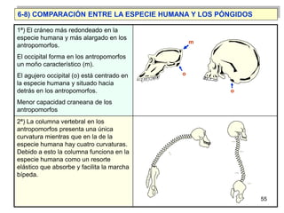 6-8) COMPARACIÓN ENTRE LA ESPECIE HUMANA Y LOS PÓNGIDOS

1ª) El cráneo más redondeado en la
especie humana y más alargado ...