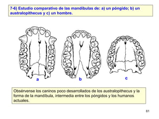 7-6) Estudio comparativo de las mandíbulas de: a) un póngido; b) un
australopithecus y c) un hombre.




             a   ...