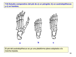 7-9) Estudio comparativo del pié de a) un póngido; b) un australopithecus
y c) un hombre.




                a           ...