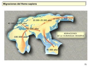 Migraciones del Homo sapiens




                               75
 