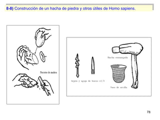 8-8) Construcción de un hacha de piedra y otros útiles de Homo sapiens.




                                              ...