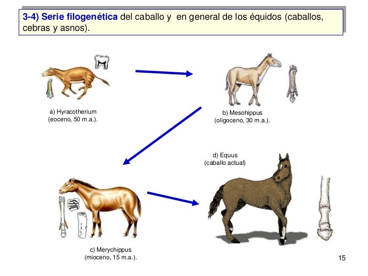 Resultado de imagen para serie filogenética del caballo