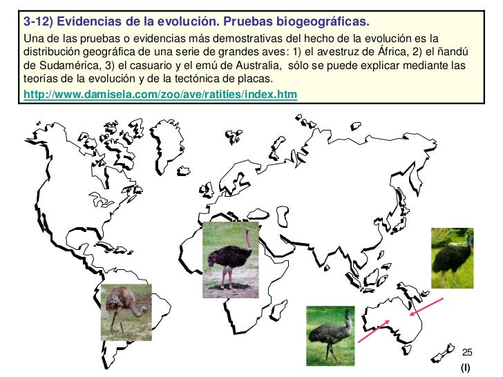 Evolución