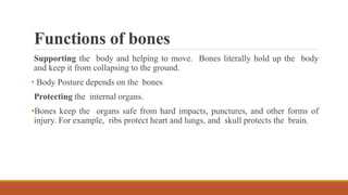 Comprehensive Overview of the Human Skeletal System: Structure ...