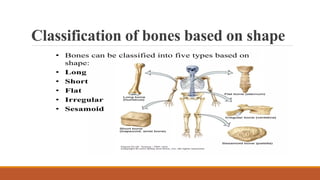 Comprehensive Overview of the Human Skeletal System: Structure ...