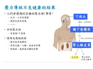 壓力導致不良健康的結果
• 人們者遭遇到各種的壓力源(事情)
– 生活、工作的重擔
– 關係失落的悲傷
– ……
• 評估壓力源
– 有意識/下意識
• 情緒反應被激發
– 壓力激素被釋放
– 其對大腦，心臟，免疫的影響
– 對端粒、基因蛋白體的影響
下視丘
腦下垂體前
葉
腎上腺皮質
皮質醇 腎上線素
正腎上腺素
促腎上腺皮質激素
CRH，皮質釋素
 