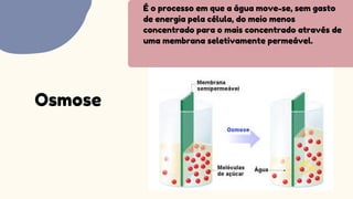 É o processo em que a água move-se, sem gasto
de energia pela célula, do meio menos
concentrado para o mais concentrado através de
uma membrana seletivamente permeável.
Osmose
 