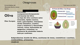 7 de marzo de 2023
Universidades del
Bienestar Benito Juarez
Garcia
Olivo
Olea Europea
Oleaginosas
Nutrientes
(composicion):Composición
nutrimental del Olivo
La hoja del olivo contiene sales
minerales, lípidos neutros,
fosfo y glucolípidos, triterpenos
(ácido oleanólico, ursólico,
uvaol y maslínico) y flavonoides
(olivina, rutina, heterósidos de
apigenina y luteolina). La
presencia de alcaloides todavía
está por confirmar.
Subproductos: Aceite de Oliva, aceitunas de mesa, cosméticos ( aceites),
combustibles, artesanías,
(madera)
 
