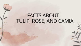 FACTS ABOUT
TULIP, ROSE, AND CAMIA
 