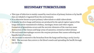 This type of infection is mainly caused by reactivation of primary lesions or by bacilli
that are inhaled or ingested from the environment.
It is otherwise known as post primary tuberculosis or adult tuberculosis.
It mostly involves lungs and lesions are produced in the apical region ( apex) of the
lungs and can be transmitted to kidney, meninges, bones and other organs.
Formation of granuloma occurs and the necrotic elements of the reaction cause
destruction of the tissues and large areas of caseation, termed as tuberculomas
The activated macrophages secrete the enzyme protease that causes softening and
liquefaction of necrosis.
the necrosis is entered to the bronchus from the lungs and leaving a cavity (cavity
TBC)  The necrosis then enters to the blood vessels and spreading the bacilli through
out the body.
SECONDARY TUBERCULOSIS
 