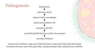 Mycobacteria
⬇
pulmonary alveoli
⬇
replicate within macrophages
⬇
picked up by dendritic cells
⬇
transport to local LN
⬇
spread through bloodstream to other tissues/organs
⬇
secondary TB lesions
primary site of infection : upper part of the lower lobe, or lower part of the upper lobe of lung
secondary TB lesions: apex of the upper lobes , peripheral lymph nodes, kidneys, brain, and bone
Pathogenesis
 