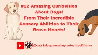 #12 Amazing Curiosities about dogs, from their incredible sensory abilities to their brave hearts!!!