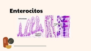 Enterocitos
 
