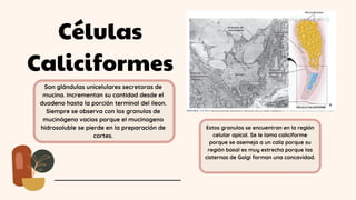 Células
Caliciformes
Son glándulas unicelulares secretoras de
mucina. Incrementan su cantidad desde el
duodeno hasta la porción terminal del ileon.
Siempre se observa con los granulos de
mucinógeno vacios porque el mucinogeno
hidrosoluble se pierde en la preparación de
cortes.
Estos granulos se encuentran en la región
celular apical. Se le lama caliciforme
porque se asemeja a un caliz porque su
región basal es muy estrecha porque las
cisternas de Golgi forman una concavidad.
 