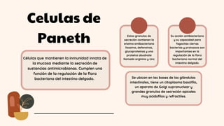 Celulas de
Paneth
Células que mantienen la inmunidad innata de
la mucosa mediante la secreción de
sustancias antimicrobianas. Cumplen una
función de la regulación de la flora
bacteriana del intestino delgado.
Estos granulos de
secreción contienen la
enzima antibacteriana
lisozima, defensinas,
glucoproteinas y una
proteína abudnate
llamada arginina y cinc
Su acción antibacteriana
y su capacidad para
fagocitas ciertas
bacterias y protozoos son
importantes en la
regulación de la flora
bacteriana normal del
intestino delgado.
Se ubican en las bases de las glándulas
intestinales, tiene un citoplasma basófilo,
un aparato de Golgi supranuclear y
grandes granulos de secreción apicales
muy acidofilos y refractiles.
 