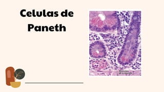 Celulas de
Paneth
 