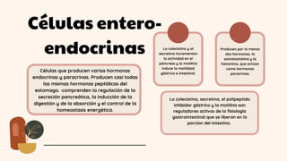 Células entero-
endocrinas
Células que producen varias hormonas
endocrinas y paracrinas. Producen casi todas
las mismas hormonas peptídicas del
estomago. ·comprenden la regulación de la
secreción pancreática, la inducción de la
digestión y de la absorción y el control de la
homeostasis energética.
La colecistina y al
secretina incrementan
la actividad en el
páncreas y la motilina
induce la motilidad
gástrica e intestinal.
Producen por lo menos
dos hormonas, la
somatostatina y la
histamina, que actúan
como hormonas
paracrinas.
La colecistina, secretina, el polipeptido
inhibidor gástrico y la motilina son
reguladores activos de la fisiología
gastrointestinal que se liberan en la
porcion del intestino.
 