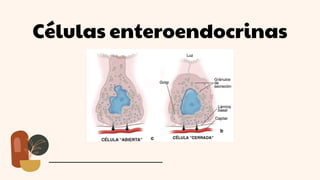 Células enteroendocrinas
 