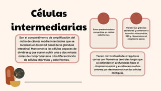 Células
intermediarias
Son el compartimento de amplificación del
nicho de células madre intestinales que se
localizan en la mitad basal de la glándula
intestinal. Mantienen a las células capaces de
dividirse y que suelen sufrir una a dos mitosis
antes de comprometerse a la diferenciación
de células abortivas y caliciformes.
Estan predestinadas a
convertirse en celulas
caliciformes.
Pierden sus gránulos
secretores y comienzan a
acumular mitocondrias,
RER y ribosomas en el
citoplasma apical.
Tienen microvellosidades irregulares
cortas con filamentos centrales largos que
se extienden en profundidad hacia el
citoplasma apical y establecen muchas
uniones por desmosomas con las células
contiguas.
 