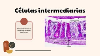 Células intermediarias
Estan predestinadas a
convertirse en celulas
caliciformes.
 