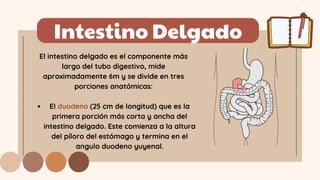 Intestino Delgado
El duodeno (25 cm de longitud) que es la
primera porción más corta y ancha del
intestino delgado. Este comienza a la altura
del píloro del estómago y termina en el
angulo duodeno yuyenal.
El intestino delgado es el componente más
largo del tubo digestivo, mide
aproximadamente 6m y se divide en tres
porciones anatómicas:
 